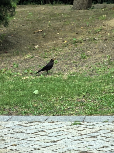 Chinese Blackbird
