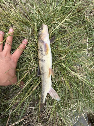 Naked carp (Schizopygopsis pylzovi) — Cyprinidae — 2