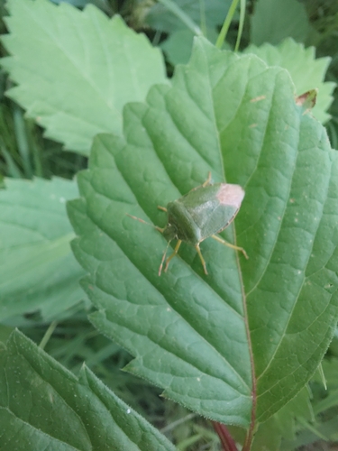 Green Shield Bug