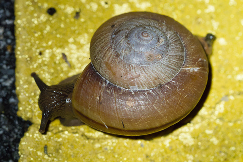 Nanina humphreysiana, 2026-06-08