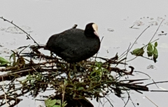 Fulica atra