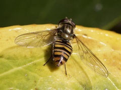Episyrphus balteatus