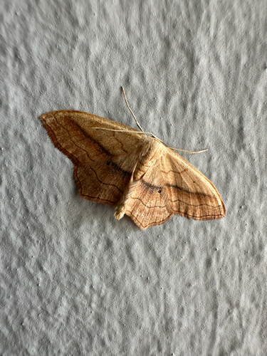 Small Blood-vein