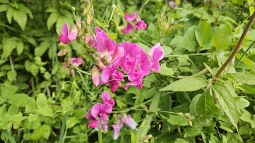 broad-leaved sweet pea