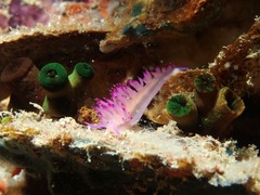 Coryphellina aurora