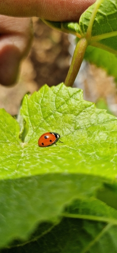 Seven-spotted Lady Beetle