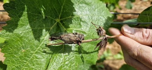 Red Cicada
