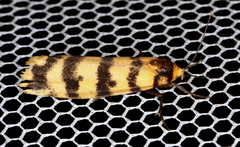 Scaptesyle equidistans