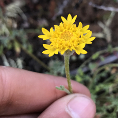 Chaenactis glabriuscula glabriuscula