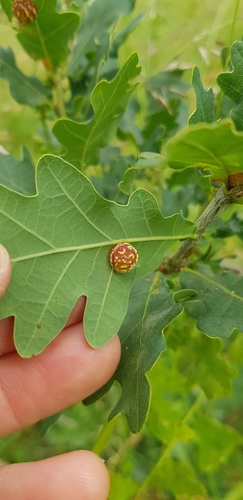 Striped Pea Gall Wasp