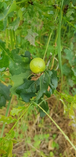 Oak Marble Gall Wasp
