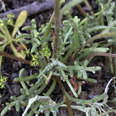 Chaenactis glabriuscula glabriuscula