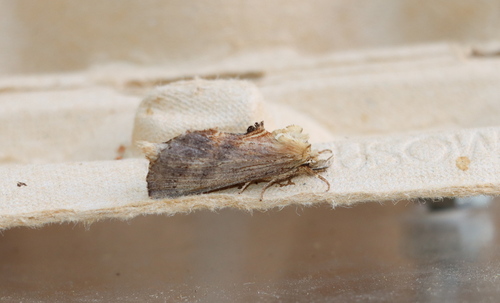 Pale Prominent