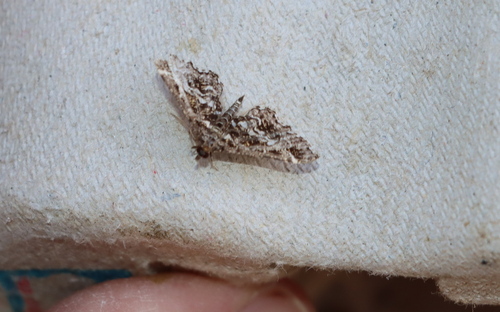 Diasemiopsis ramburialis