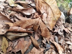 Marumba dyras