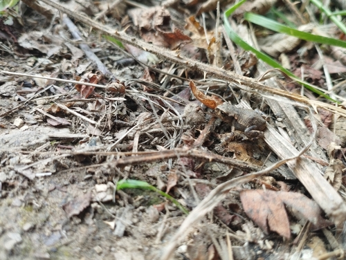 Spiny Toad
