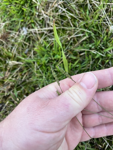 Sacciolepis spicata iNat (1)