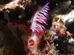 Coryphellina aurora