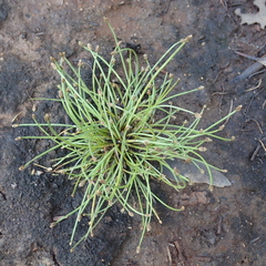 Eleocharis minuta