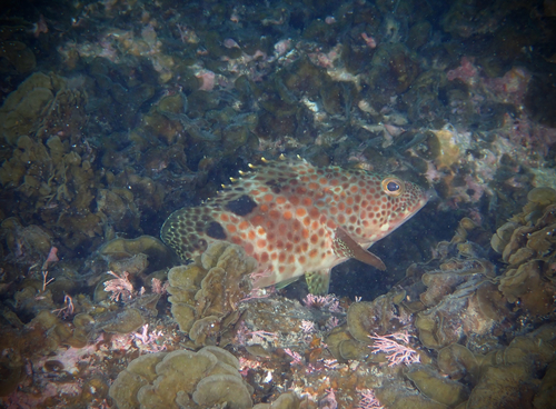 Epinephelus trimaculatus observed 2026-06-06