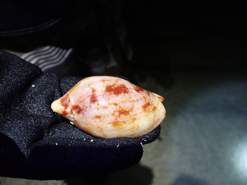 Cymbiola rutila observed 2025-01-02