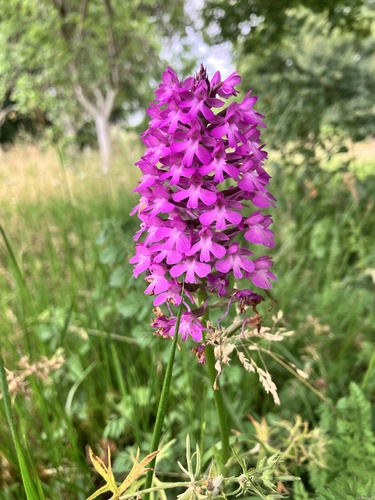 pyramidal orchid