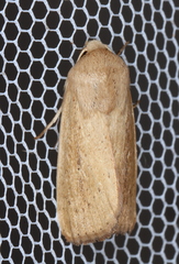 Leucania abdominalis