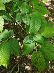 Carpinus betulus
