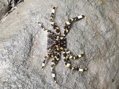 Shinobium trapezoideum