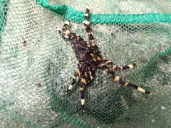 Shinobium trapezoideum