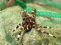 Shinobium trapezoideum