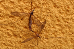 Tipula bezzii
