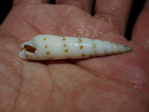 Oxymeris felina observed 2025-01-02