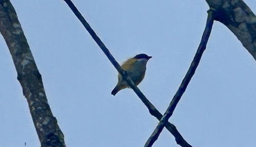 Yellow-sided Flowerpecker (Dicaeum aureolimbatum), photo 2