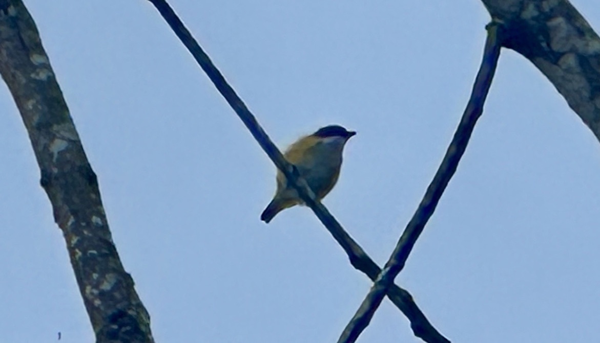 Yellow-sided Flowerpecker (Dicaeum aureolimbatum), photo 2