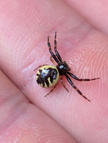 Napoleon Spider