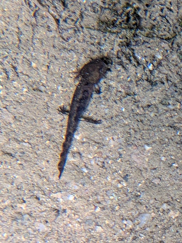 Fire Salamander