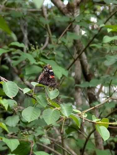 Red Admiral