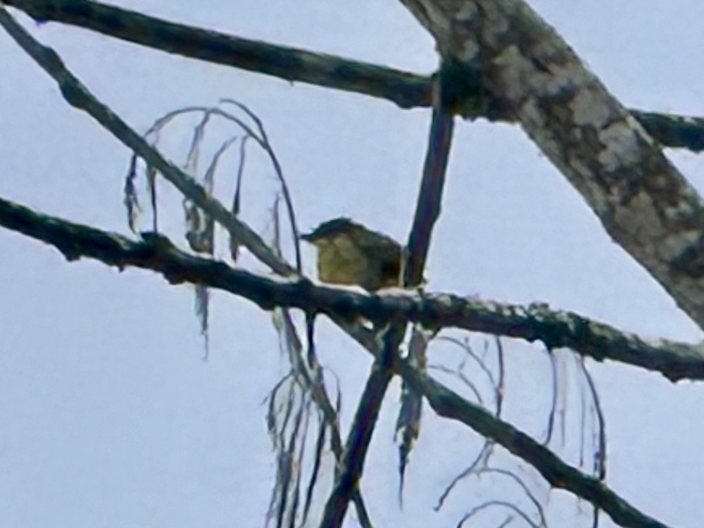 Yellow-sided Flowerpecker (Dicaeum aureolimbatum), photo 3