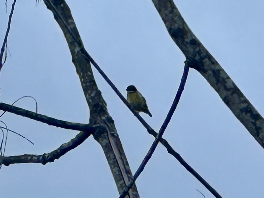 Yellow-sided Flowerpecker (Dicaeum aureolimbatum), photo 5