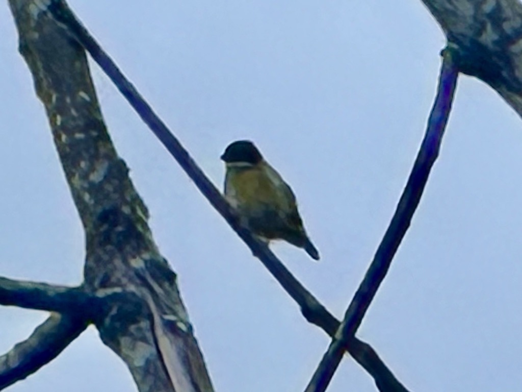 Yellow-sided Flowerpecker (Dicaeum aureolimbatum), photo 6