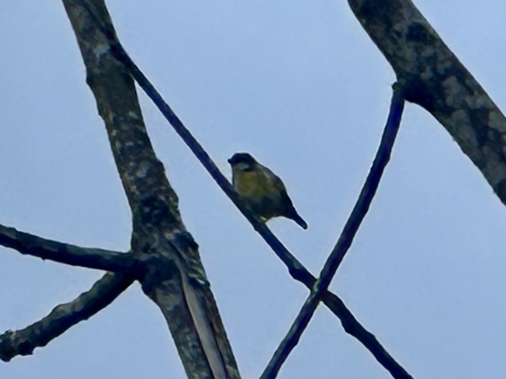 Yellow-sided Flowerpecker (Dicaeum aureolimbatum), photo 8