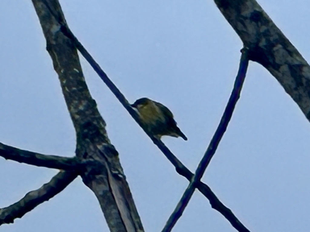 Yellow-sided Flowerpecker (Dicaeum aureolimbatum), photo 7