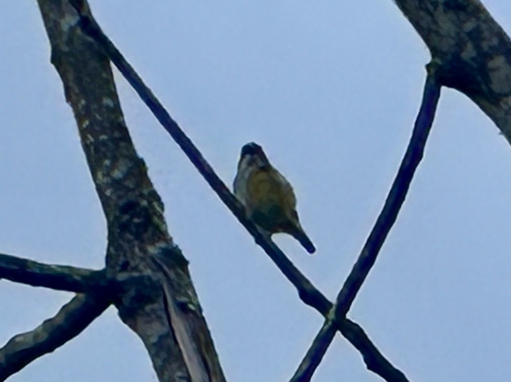Yellow-sided Flowerpecker (Dicaeum aureolimbatum), photo 9