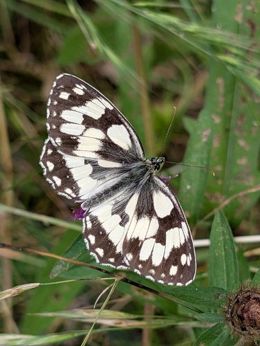 Marbled White
