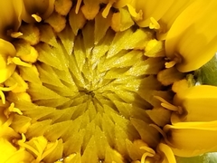 Wyethia