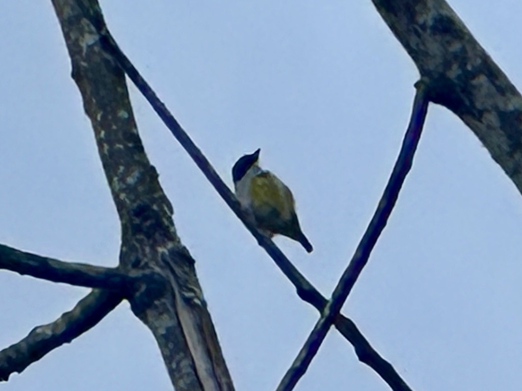 Yellow-sided Flowerpecker (Dicaeum aureolimbatum), photo 10