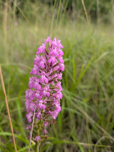 pyramidal orchid