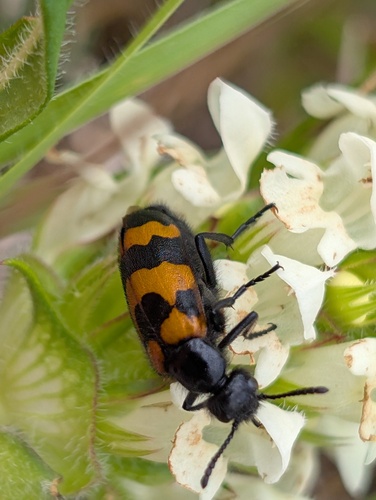 Mylabris variabilis