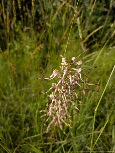 Lizard Orchid